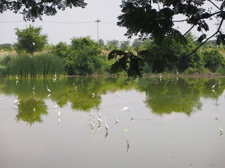 White birds