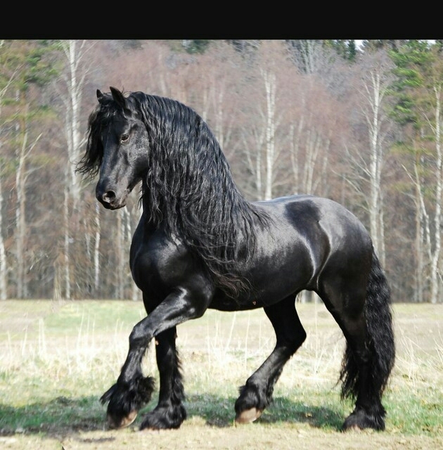 horse