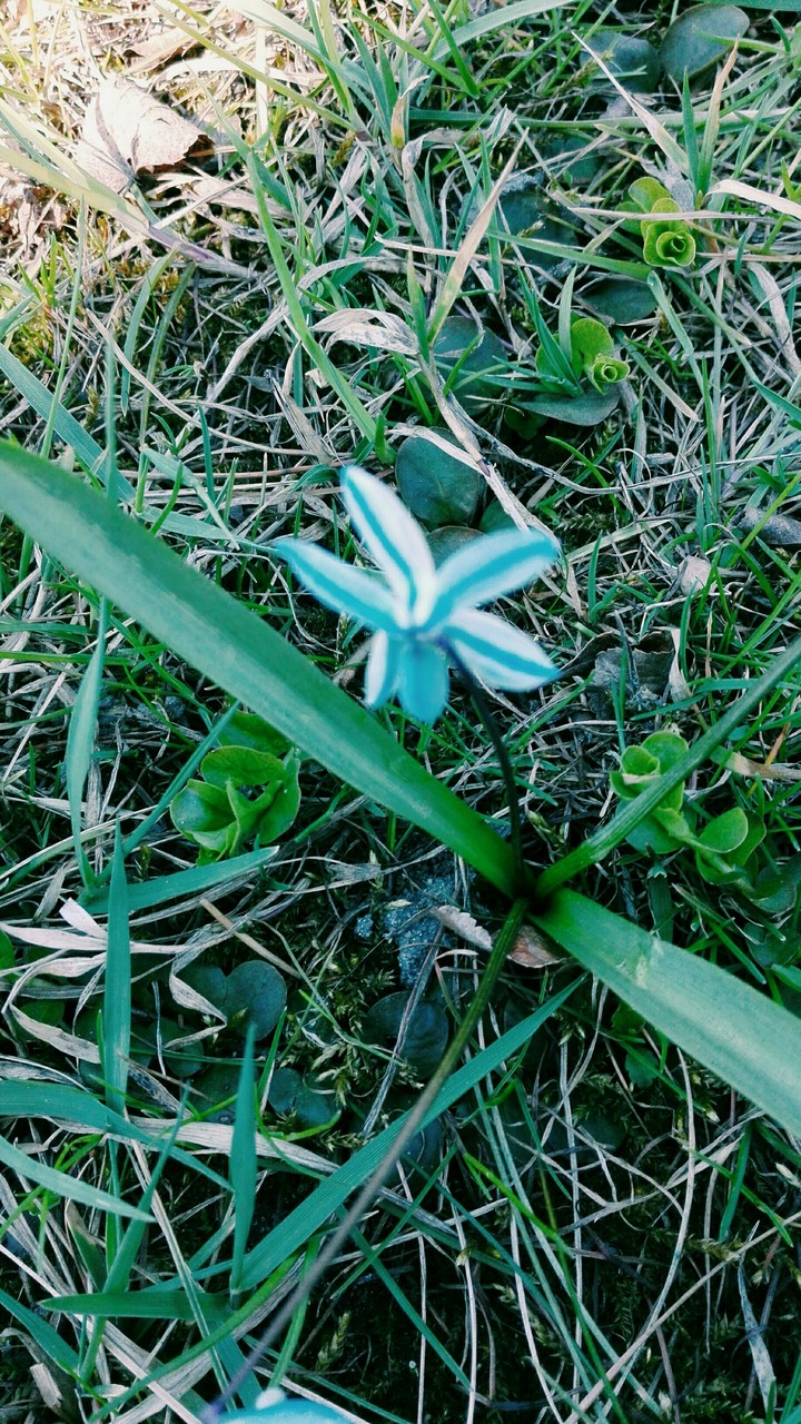 Blue Flower