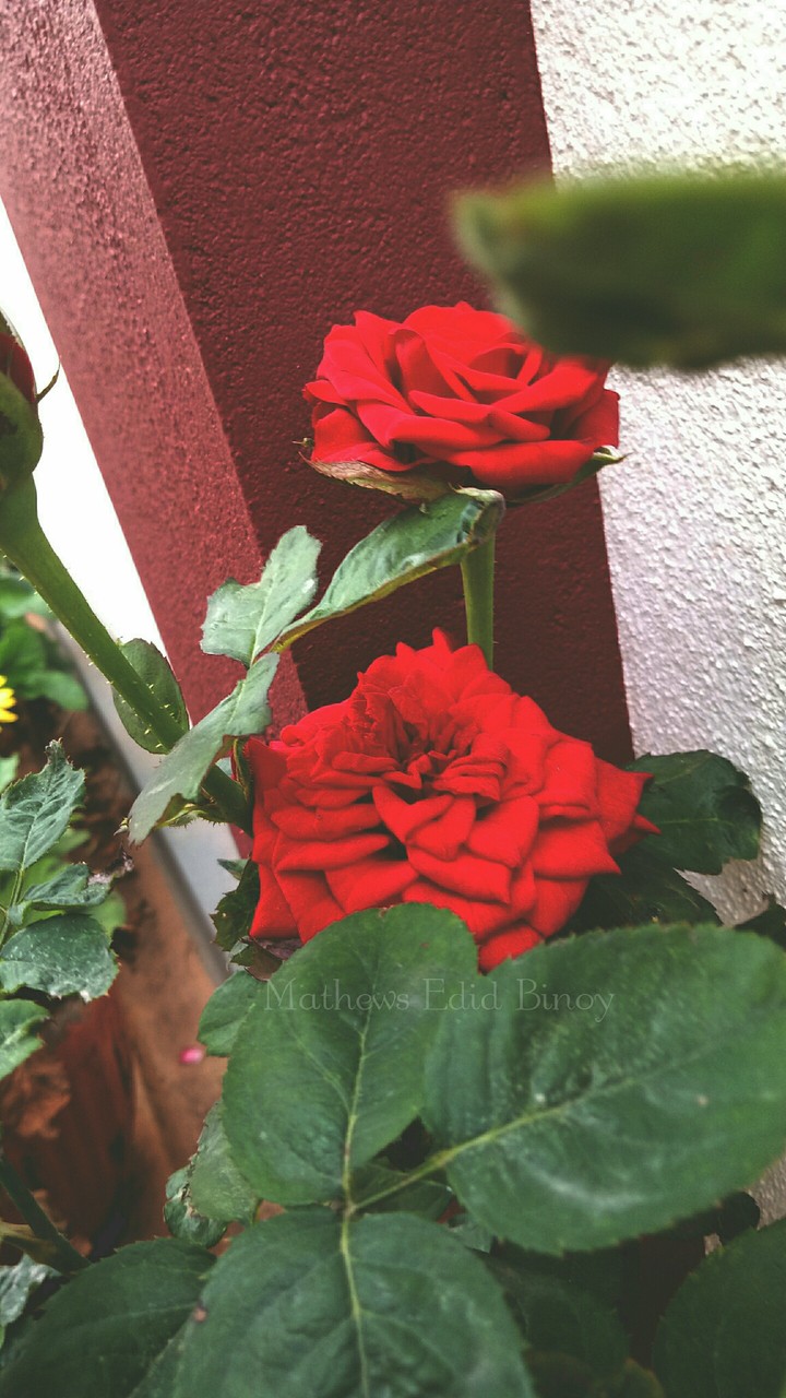#Flowers #rose