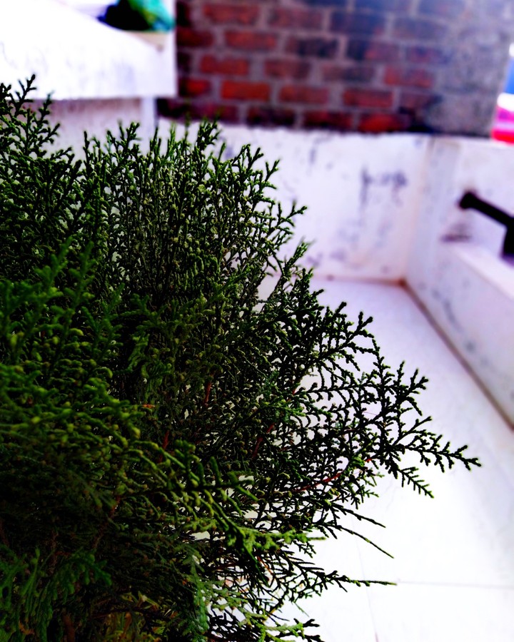 plant