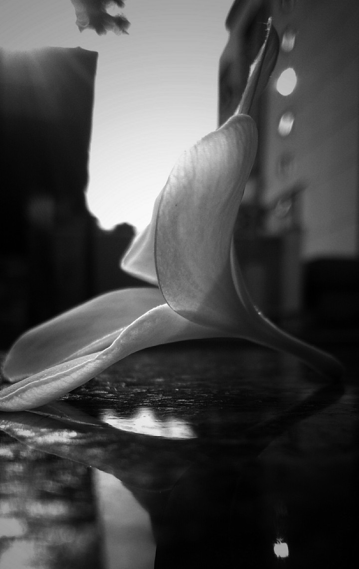 urban flower