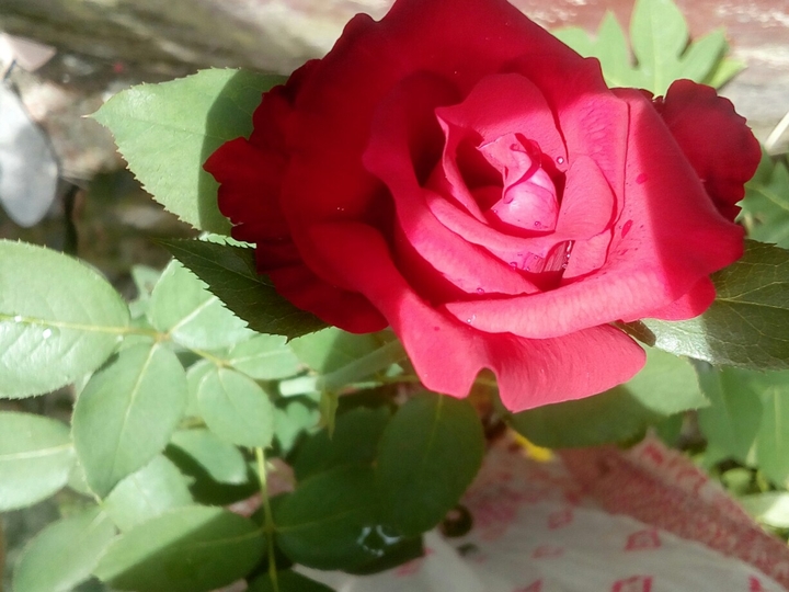 Red rose