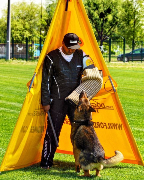 German Shepherd