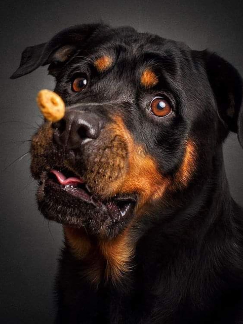 шпалери molosser, dog