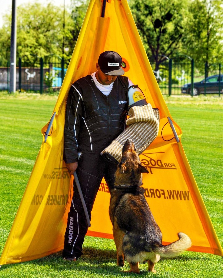 German Shepherd