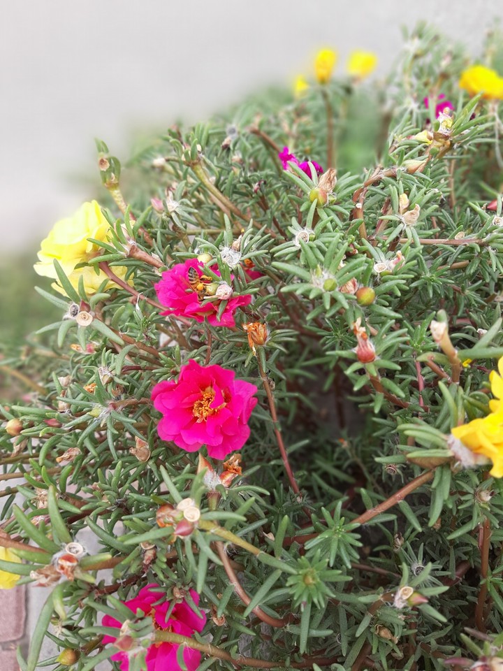 Flowers of my town