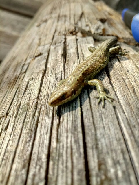 lizard