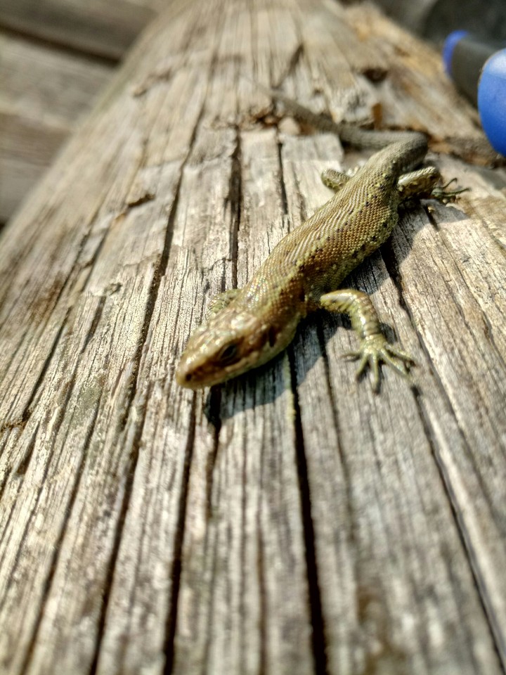 lizard