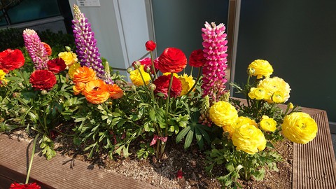sfondi plant, floristry