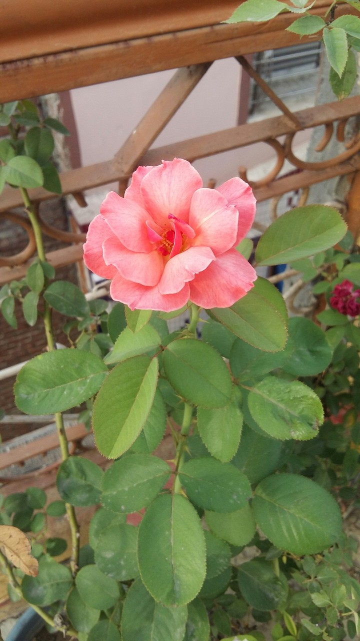 Pink Rose