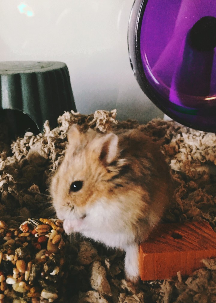 Russian Dwarf Hamster