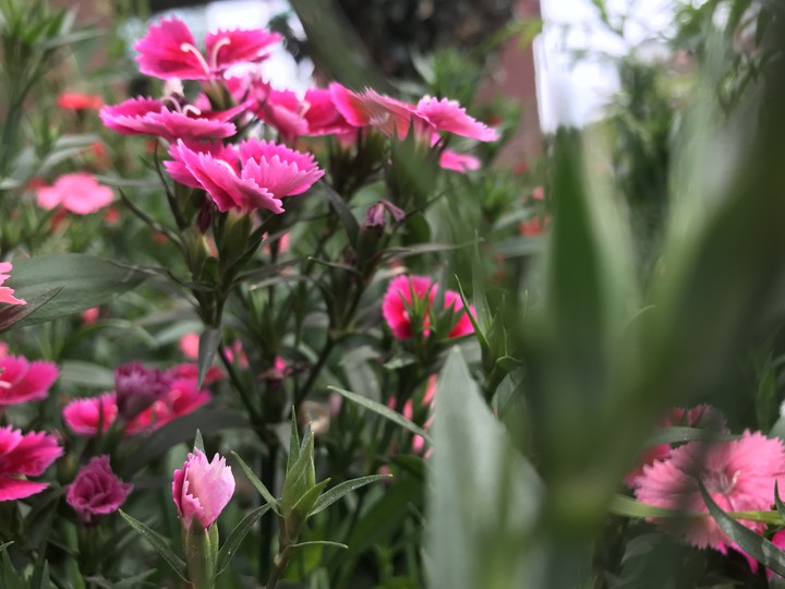 all pinks
