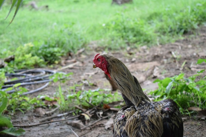 Cock 1