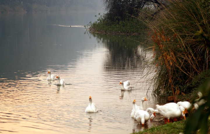 ducks