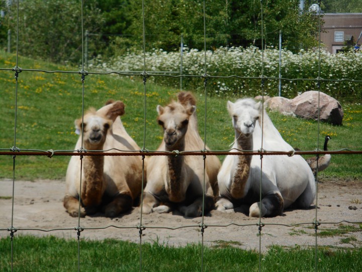 Camels