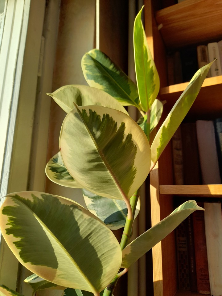 My sunny ficus ❤