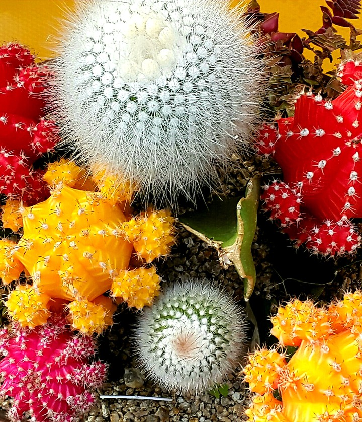 꽃
