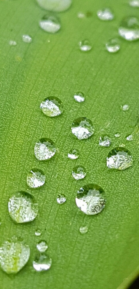 raindrops