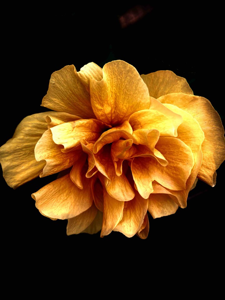 Be the flower