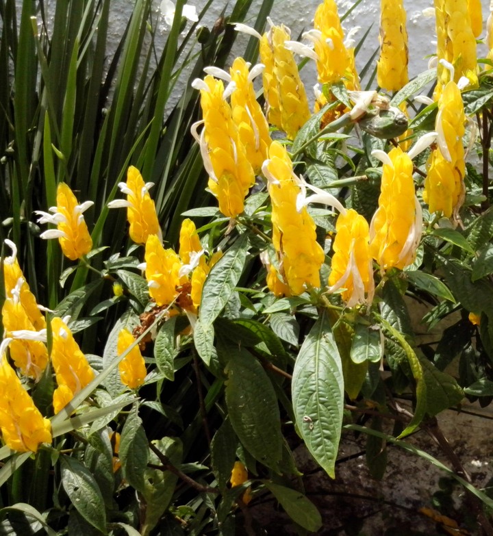 Camarão amarelo