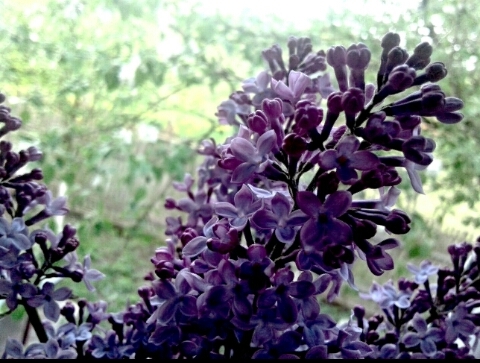 lilac