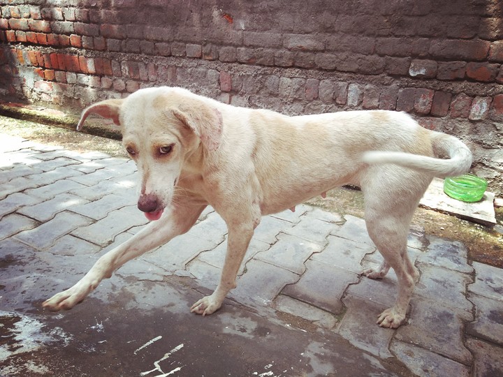 dog