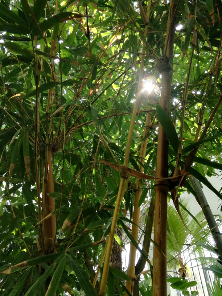 wellcome to the jungle