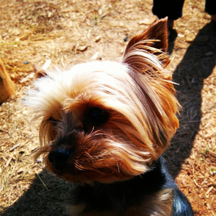 This my dog