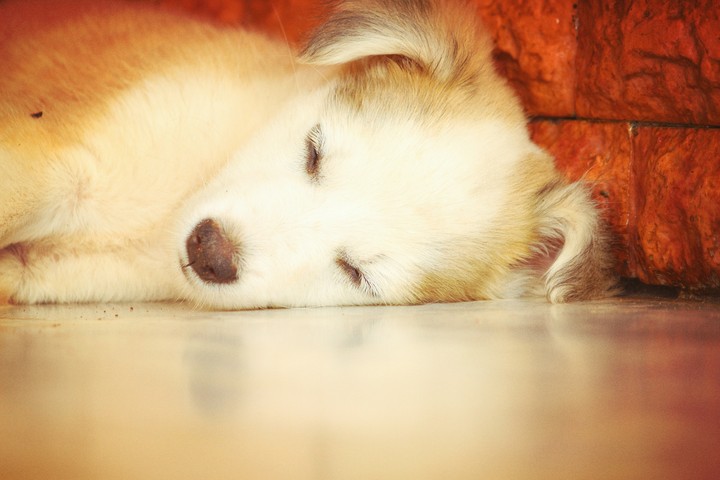 doggy