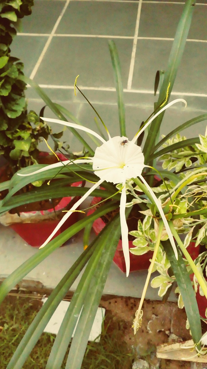 Flower