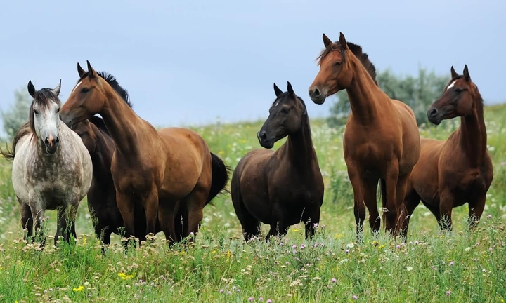 horses