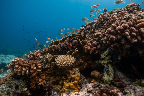 шпалери coral, reef