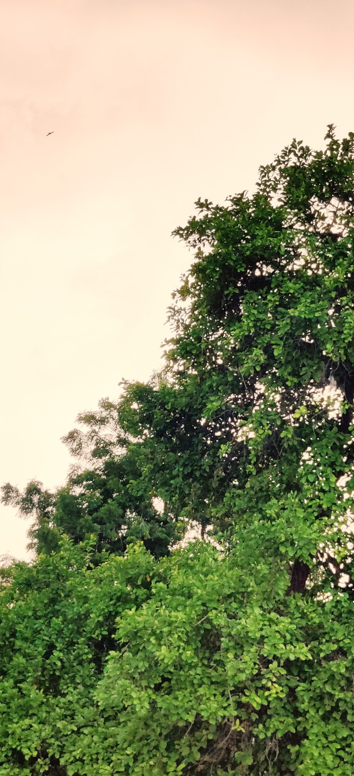 Greenery