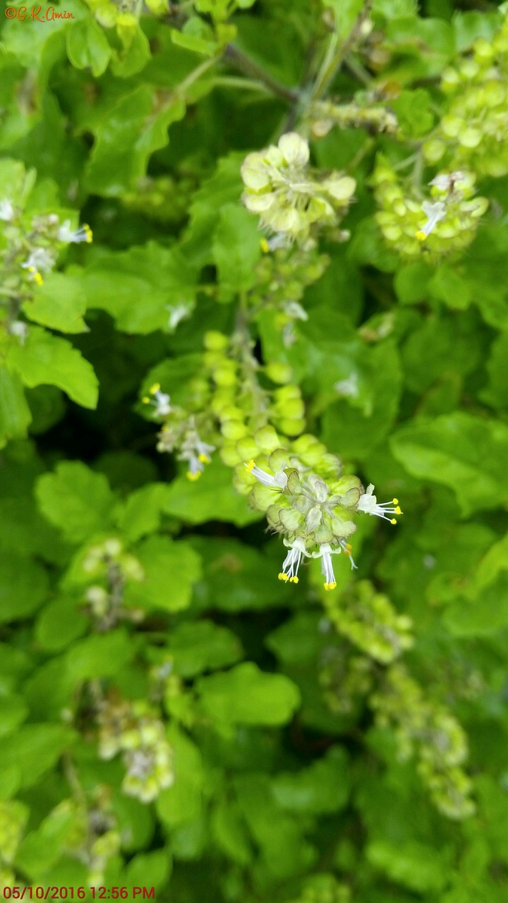 flower port