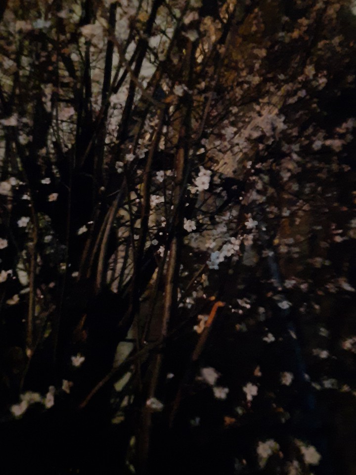 bloom