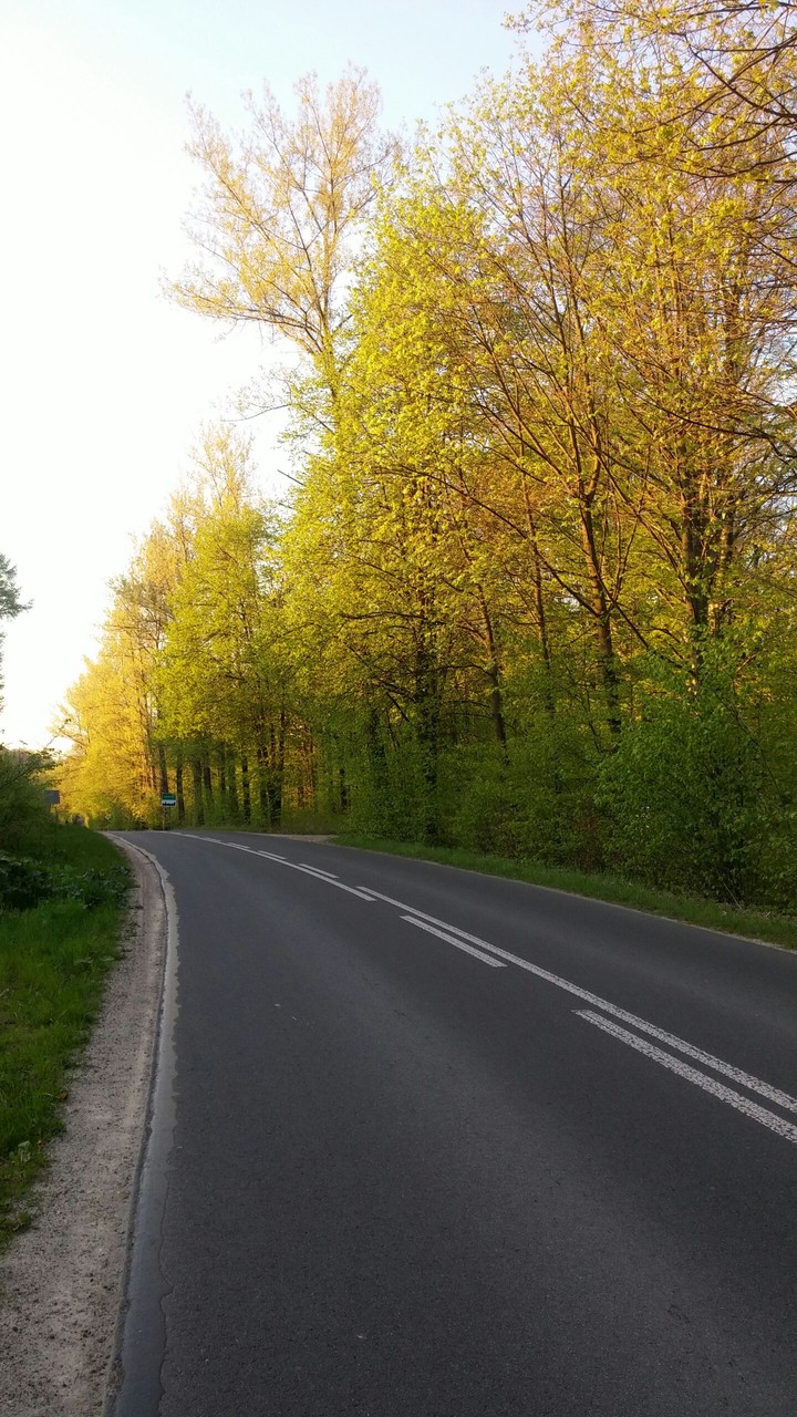 tree