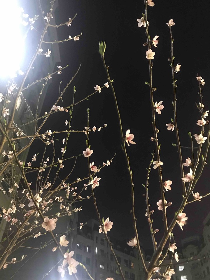 Sakura