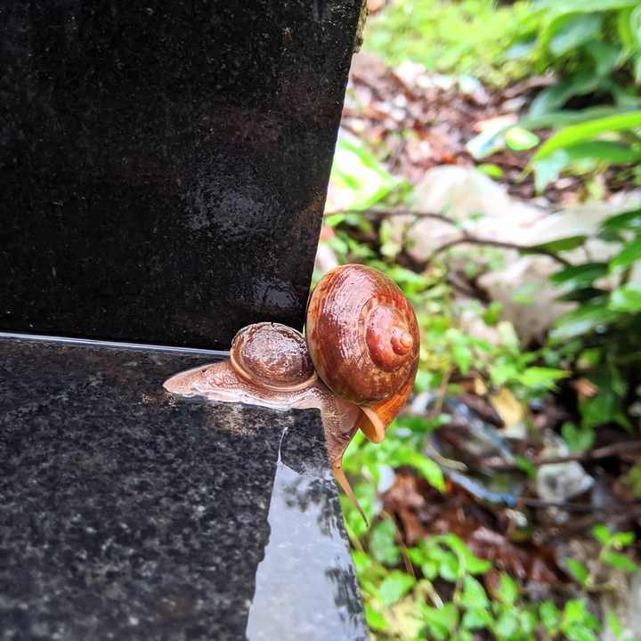 Snail