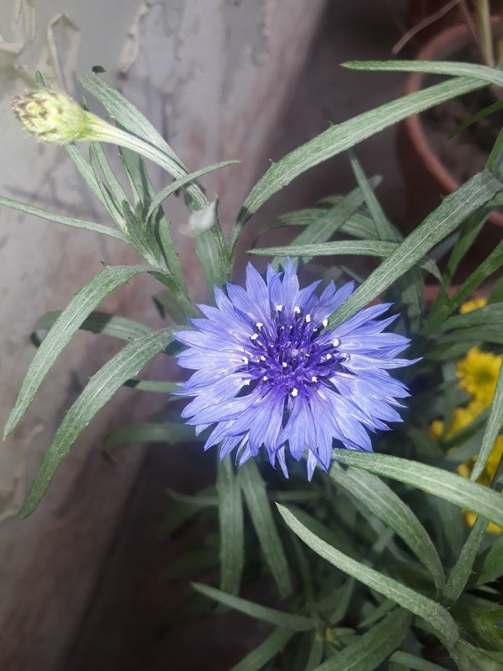 Amazing flowers