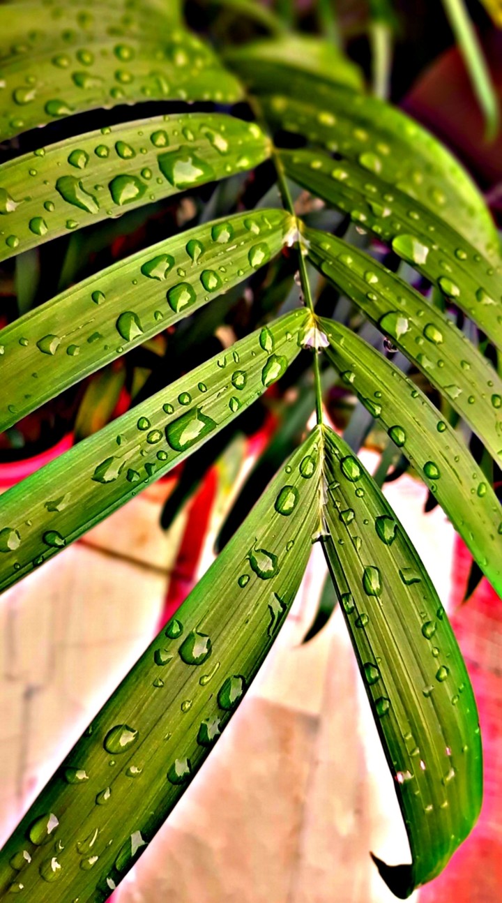 Dew drops
