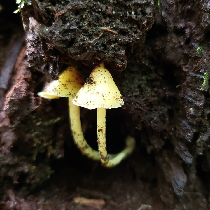 shrooms