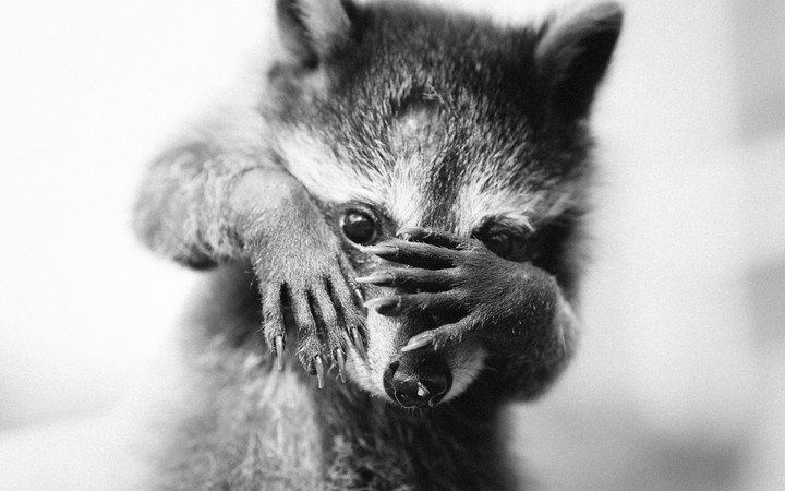 Raccoon