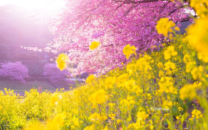 cherry blossoms and rapeseed blossoms