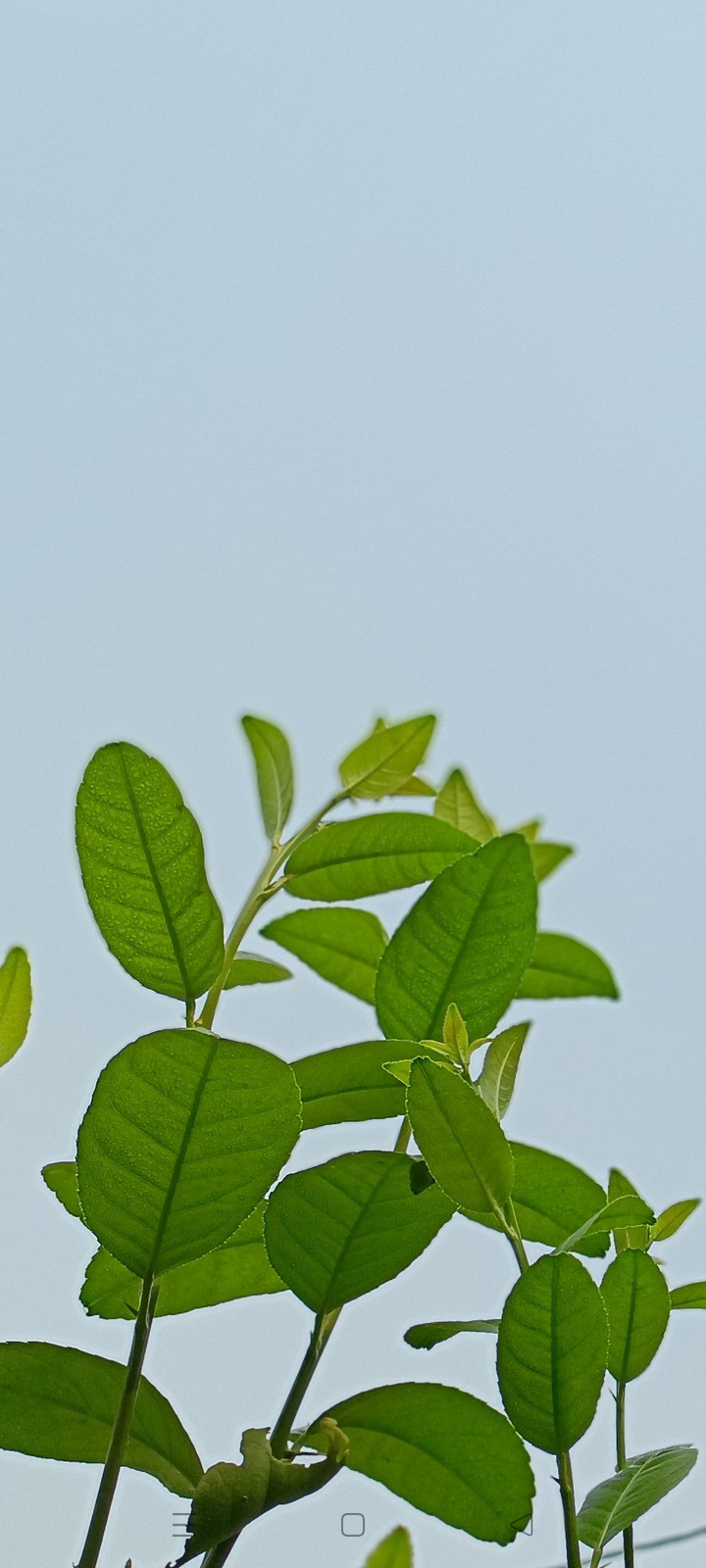 leaf