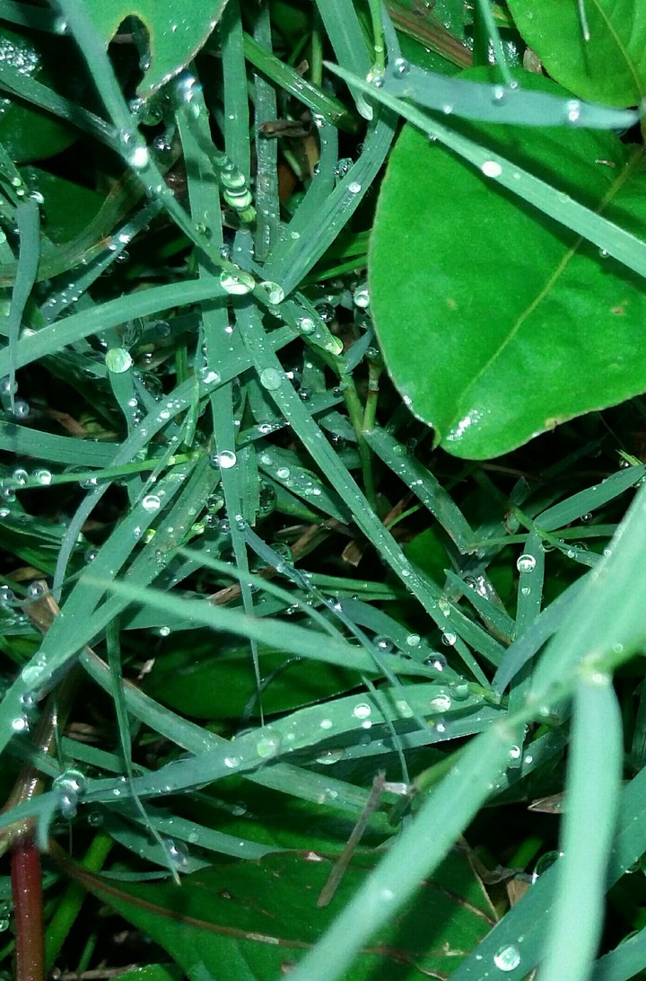 rain drops