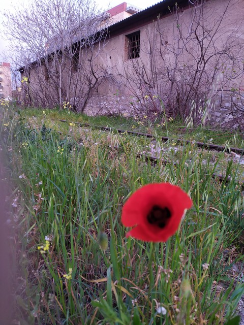 .red beauty.