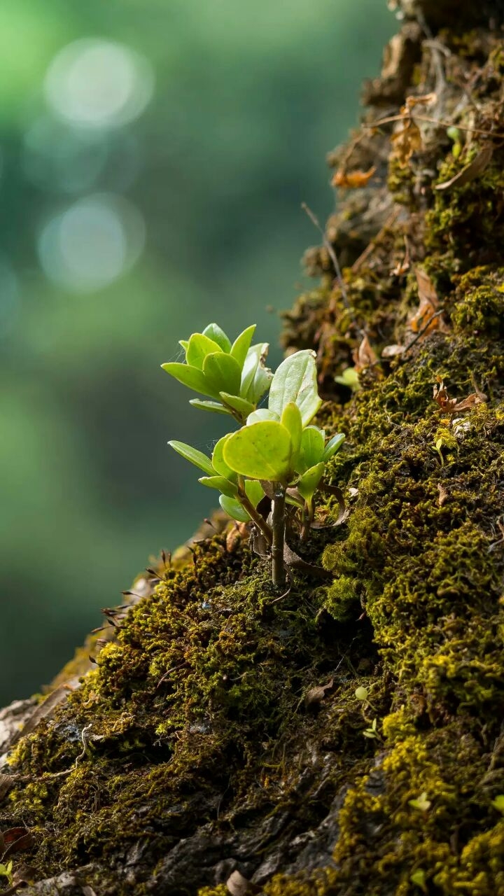 love trees
