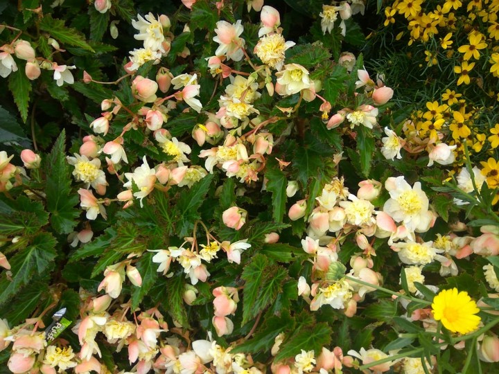 Flora