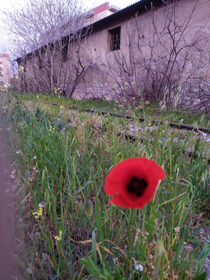 .red beauty.